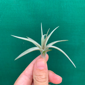 Tillandsia - Purple Gem