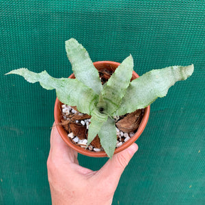 Cryptanthus - Silver Sheen