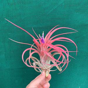 Tillandsia - Leopard