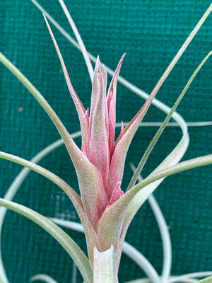 Tillandsia - Heather’s Blush