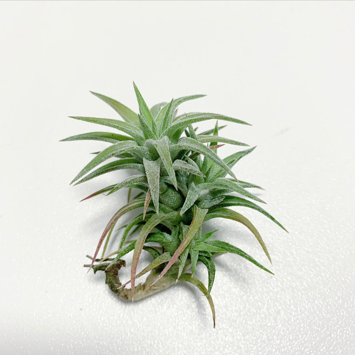 Tillandsia - vanhyningii ex. CC - Air Plant Decor