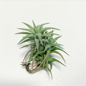 Tillandsia - vanhyningii ex. CC