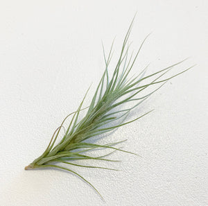 Tillandsia - heteromorpha ex. CC