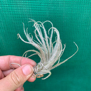 Tillandsia - Tectorum ‘Enano’