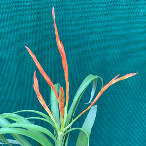 Tillandsia - Flabellata