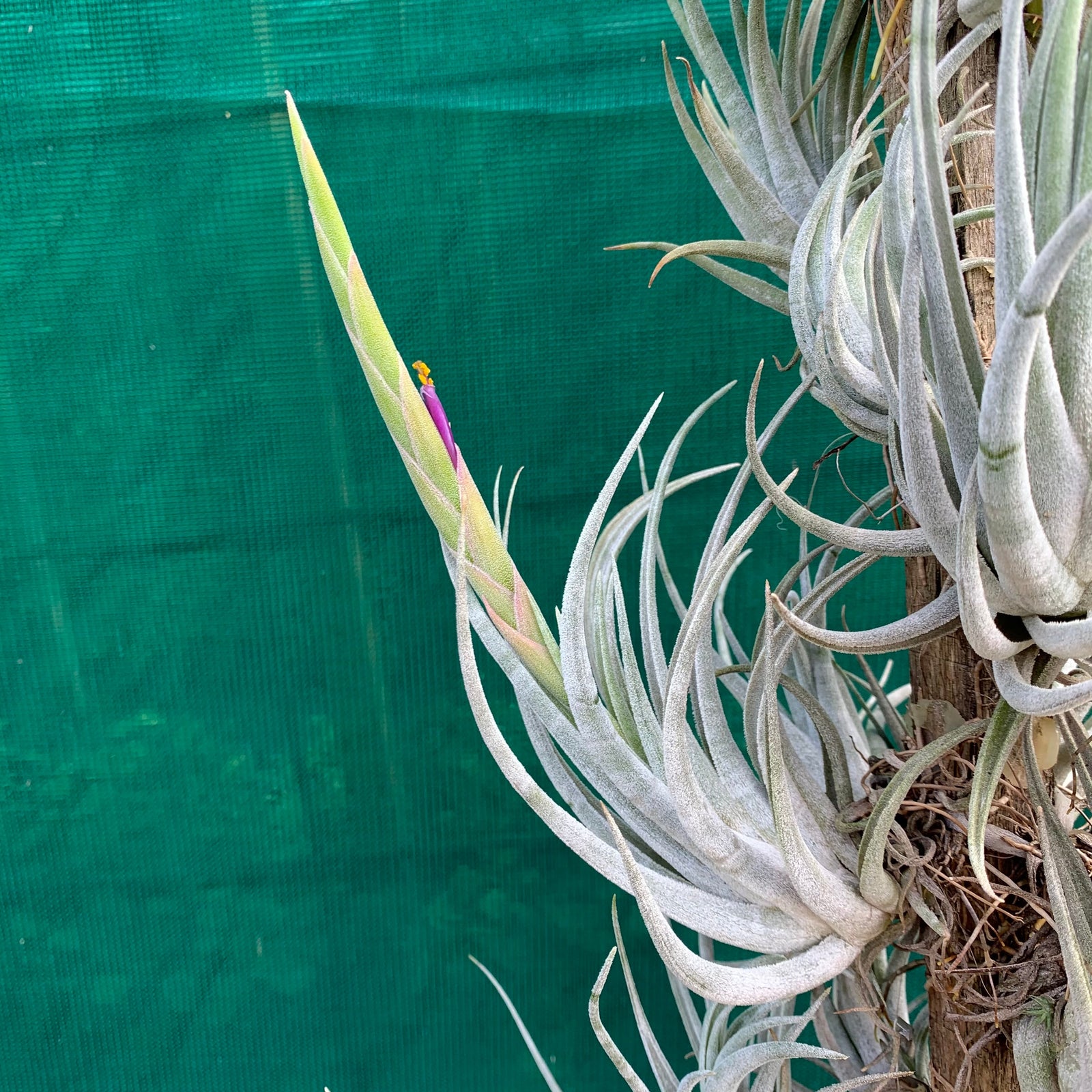 Tillandsia - mitlaensis (Wholesale)