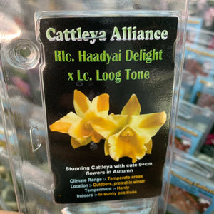 Orchid - Cattleya Alliance ‘Rlc. Haadyai Delight X Lc. Loog Tone’