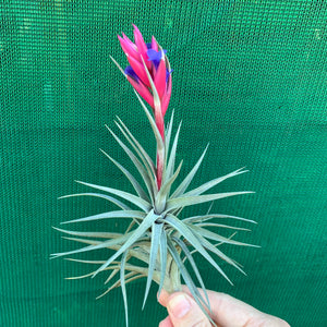 Tillandsia - Purple Gem