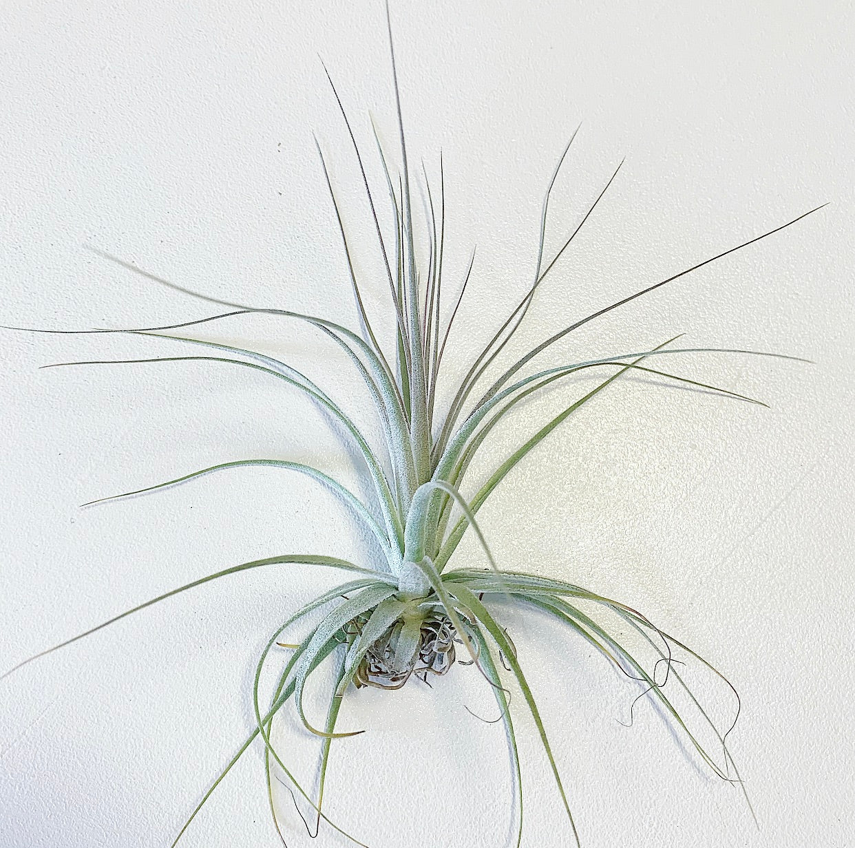 air plants winnipeg Tillandsia - gardneri