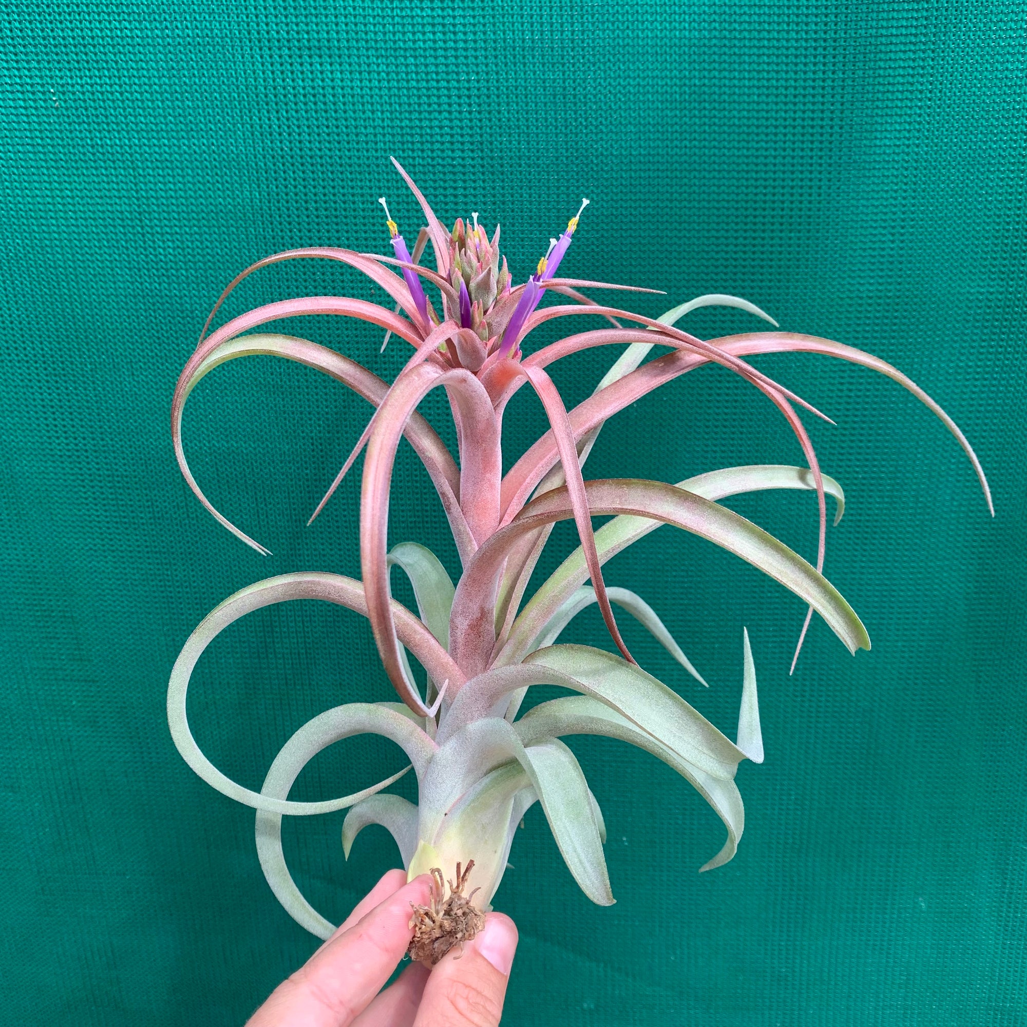 Tillandsia - brachycaulos x streptophylla Nat. Hybrid