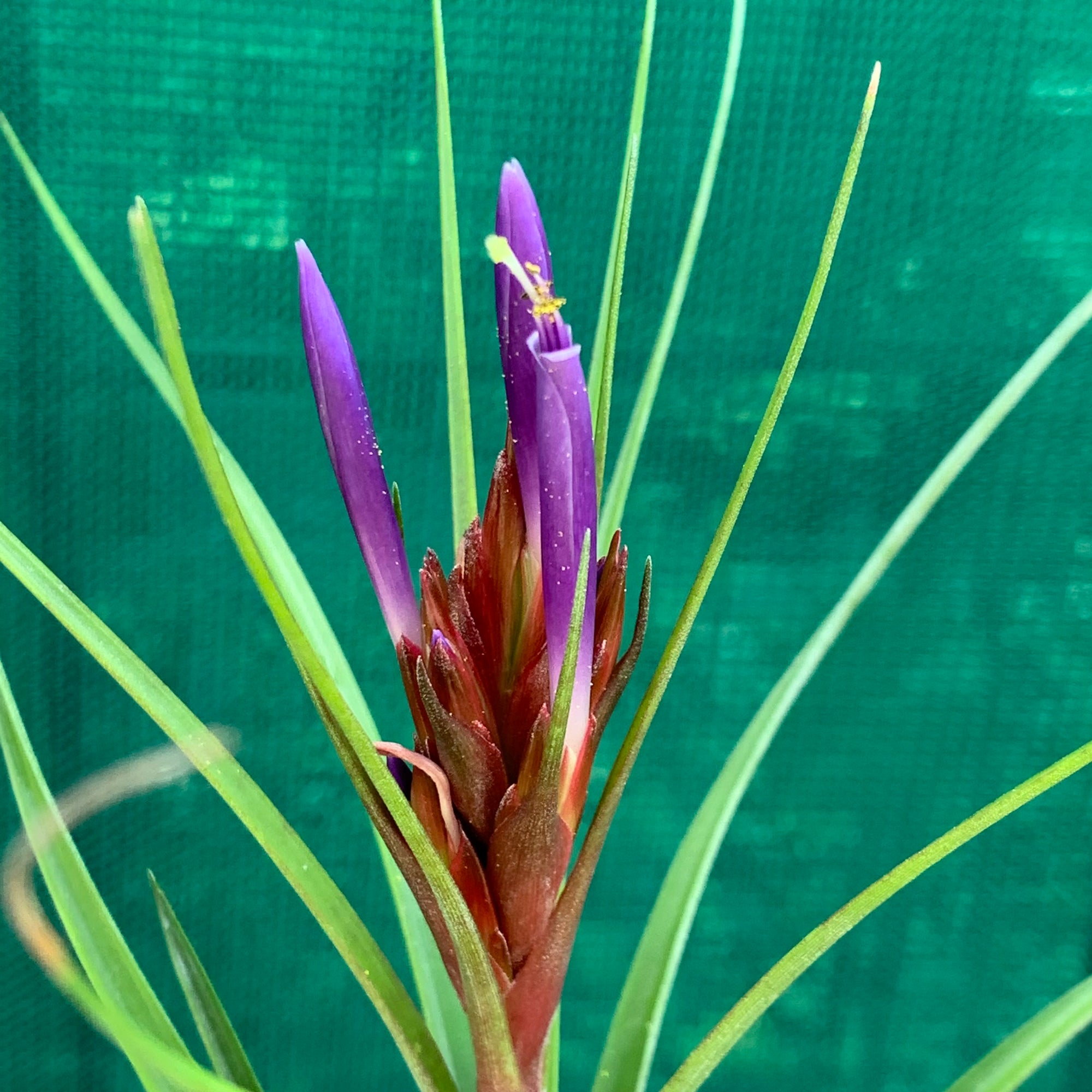 Tillandsia - stricta x fasciculata ex. OM