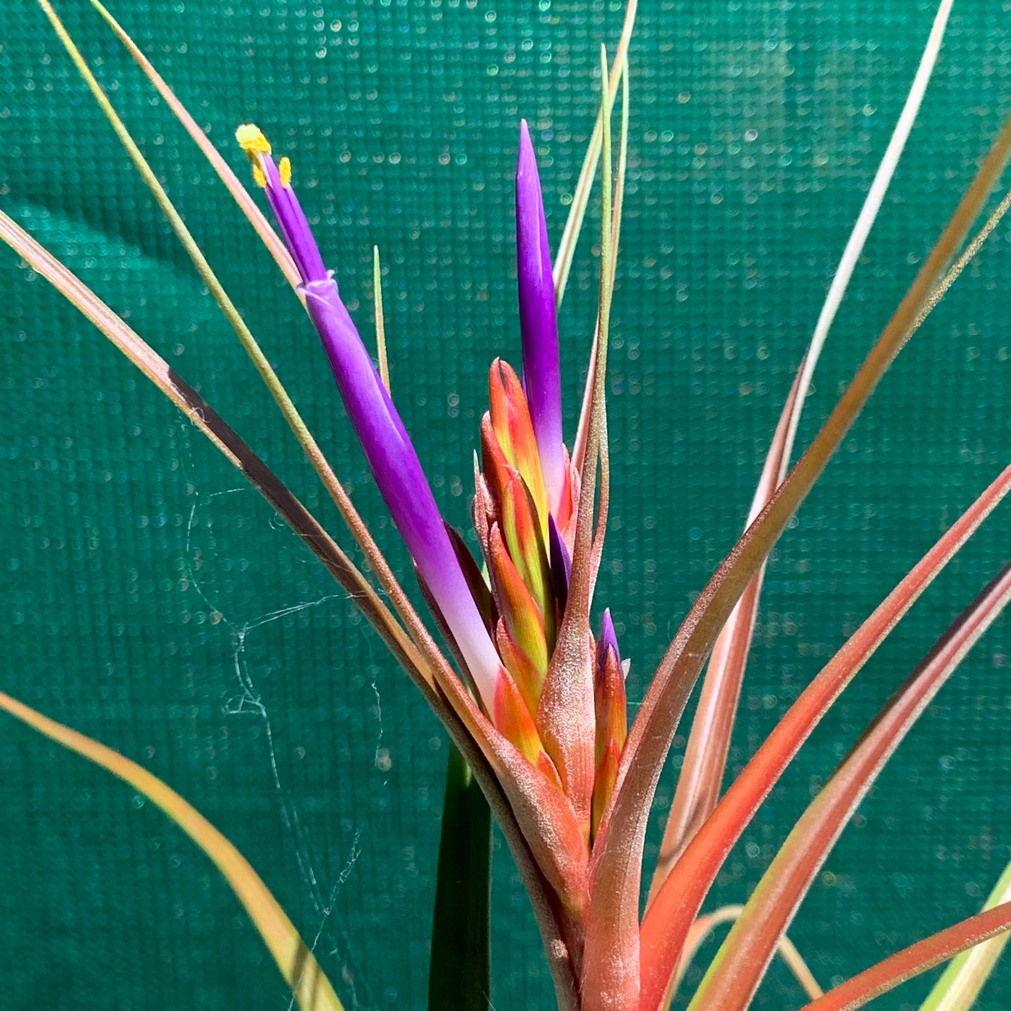 paradise air plants Tillandsia - Nashville ex. GP