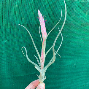 Tillandsia - Arhiza-Juliae X Pruinosa ex. BG