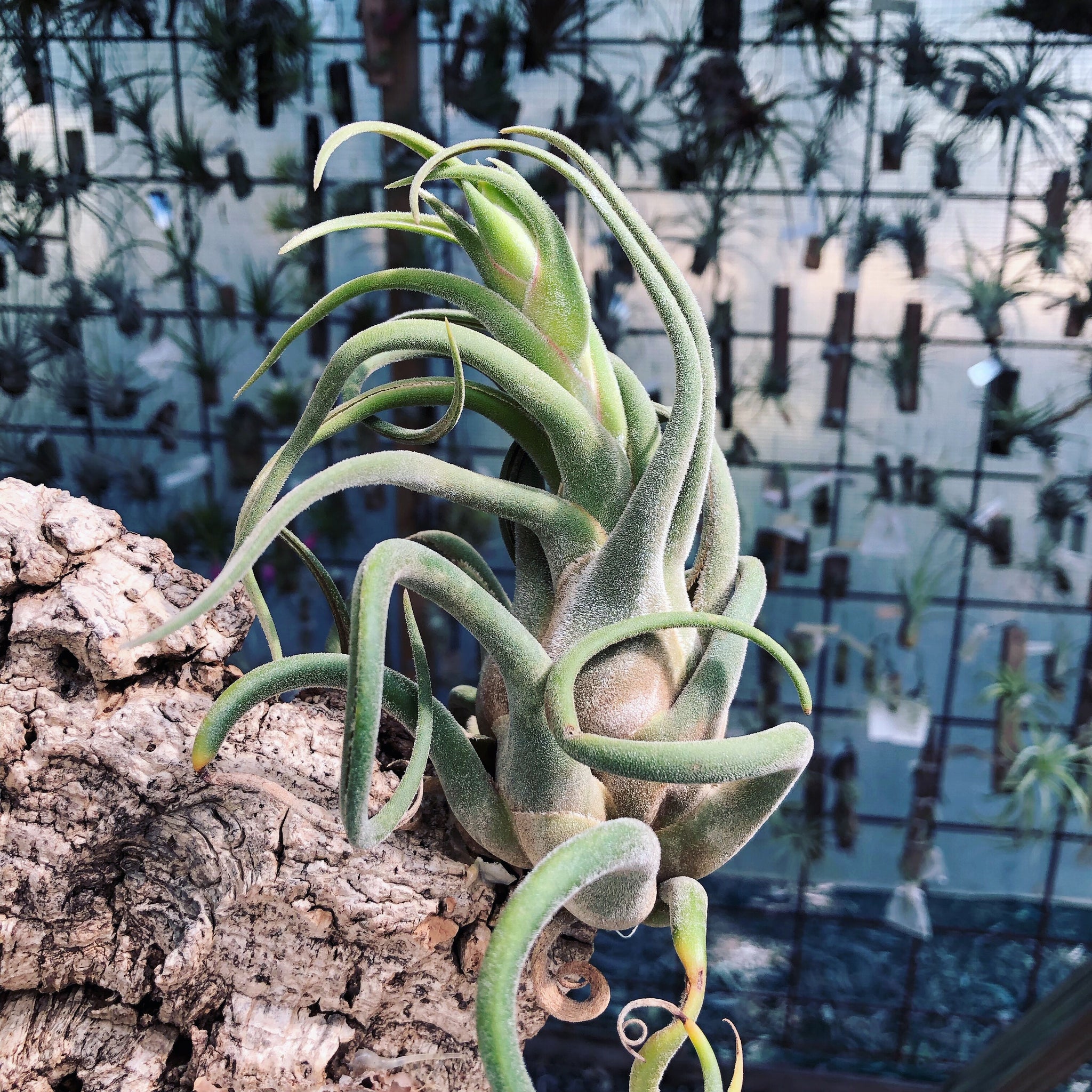 seleriana air plant Tillandsia - seleriana ex. OM