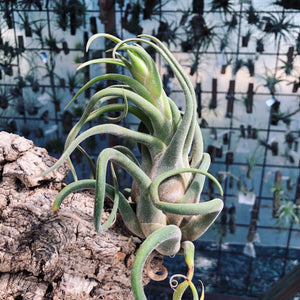Tillandsia - seleriana ex. OM