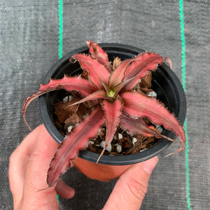 Cryptanthus - Corrine