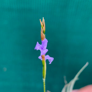 Tillandsia - bandensis (Fragrant)