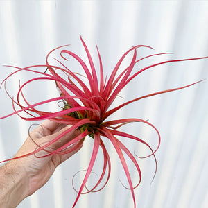 Tillandsia - Leopard