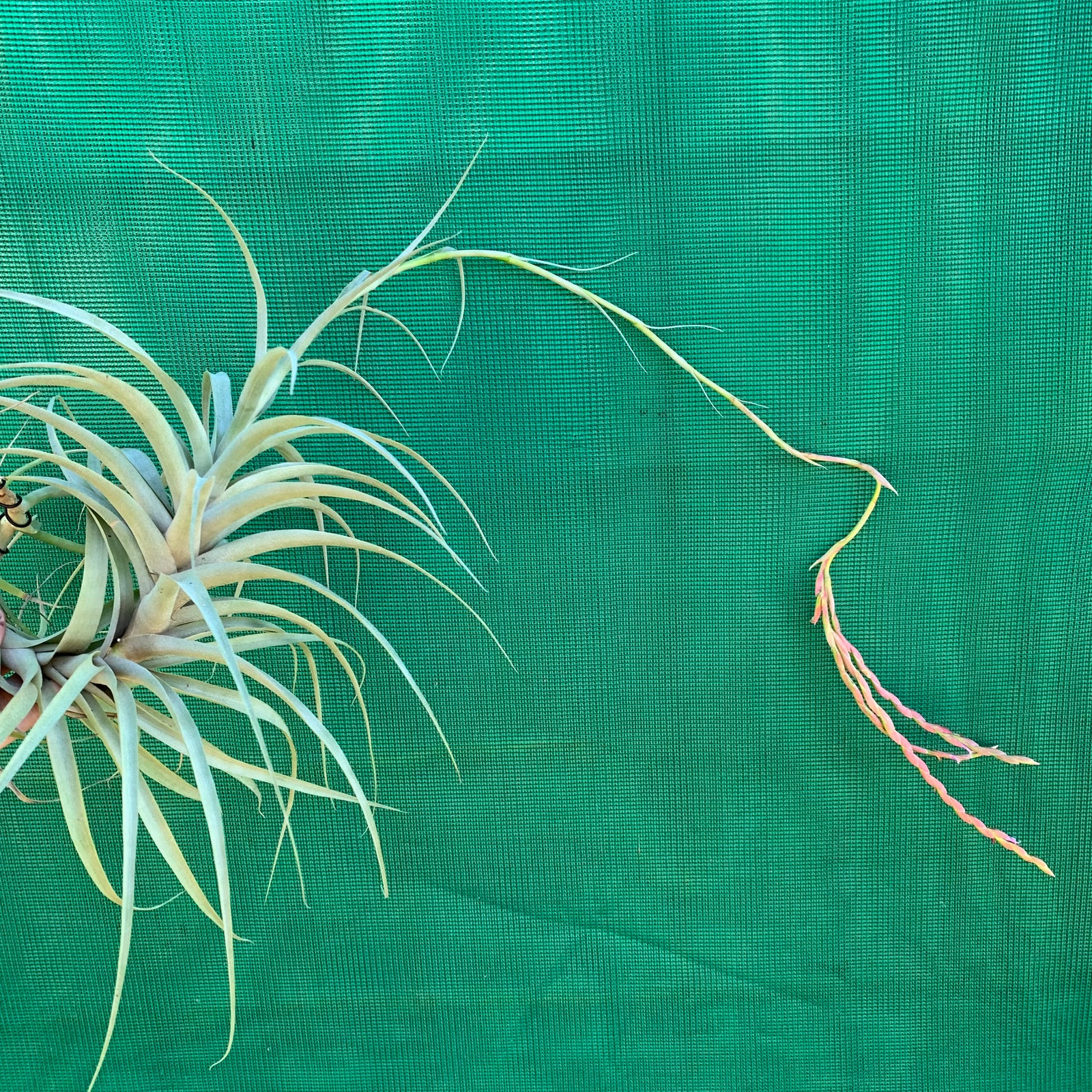 Tillandsia - incarnata