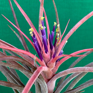 Tillandsia - Success Story ex. RFI