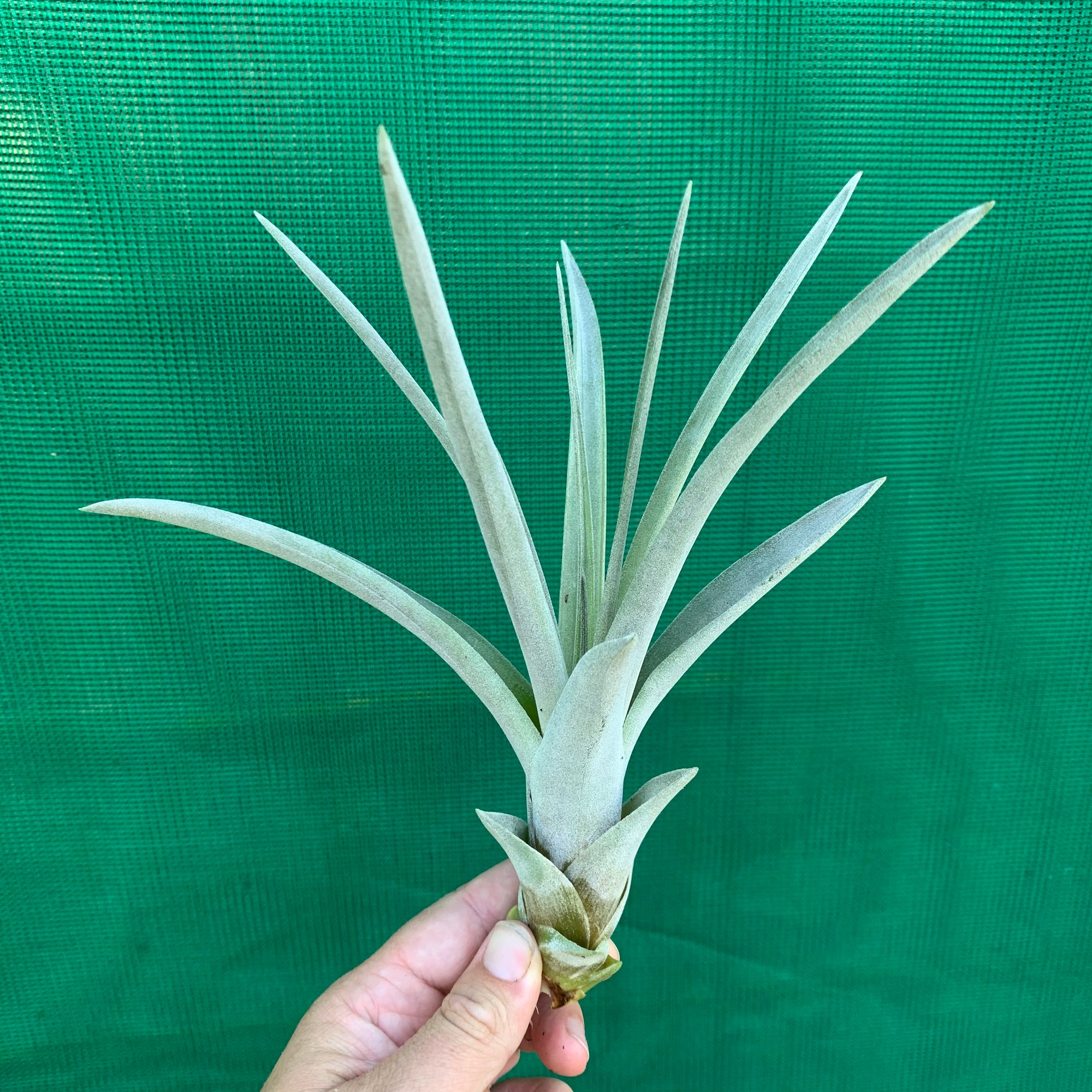 Tillandsia - Steve ex. GK - Air Plant Decor