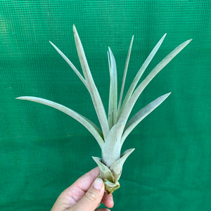 Tillandsia - Steve ex. JO NEW