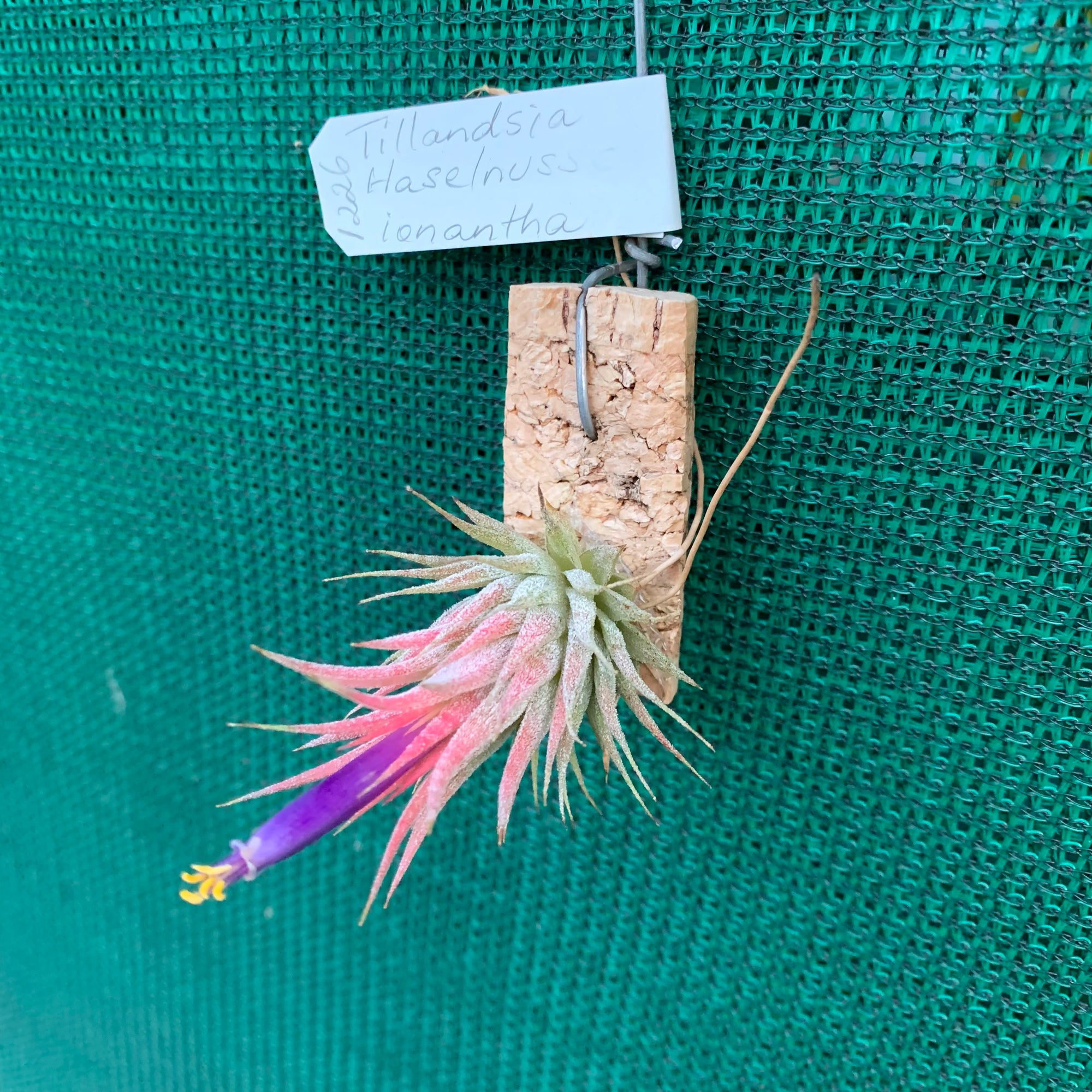 Tillandsia - ionantha 'Haselnuss' ex. BH - Air Plant Decor