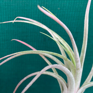 Tillandsia - Ionantha X Paucifolia