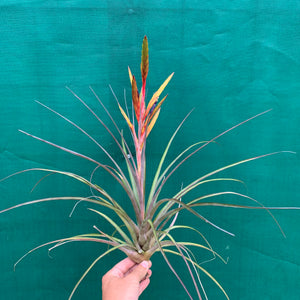 Tillandsia - Oeseriana ex. OM