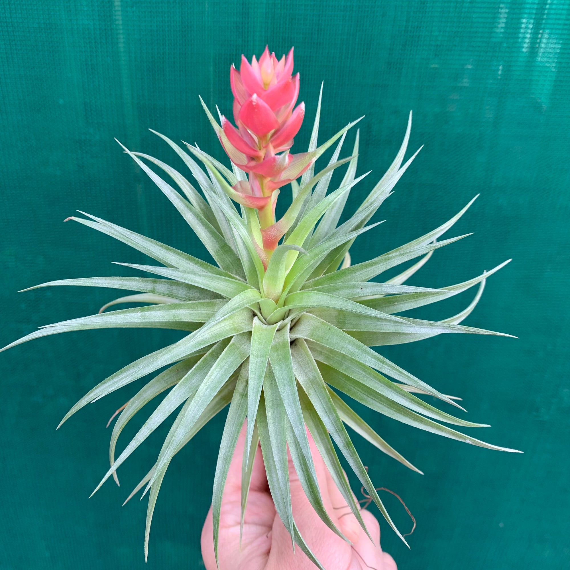 stricta hard leaf air plant Tillandsia - stricta 'Bak' ex. CC