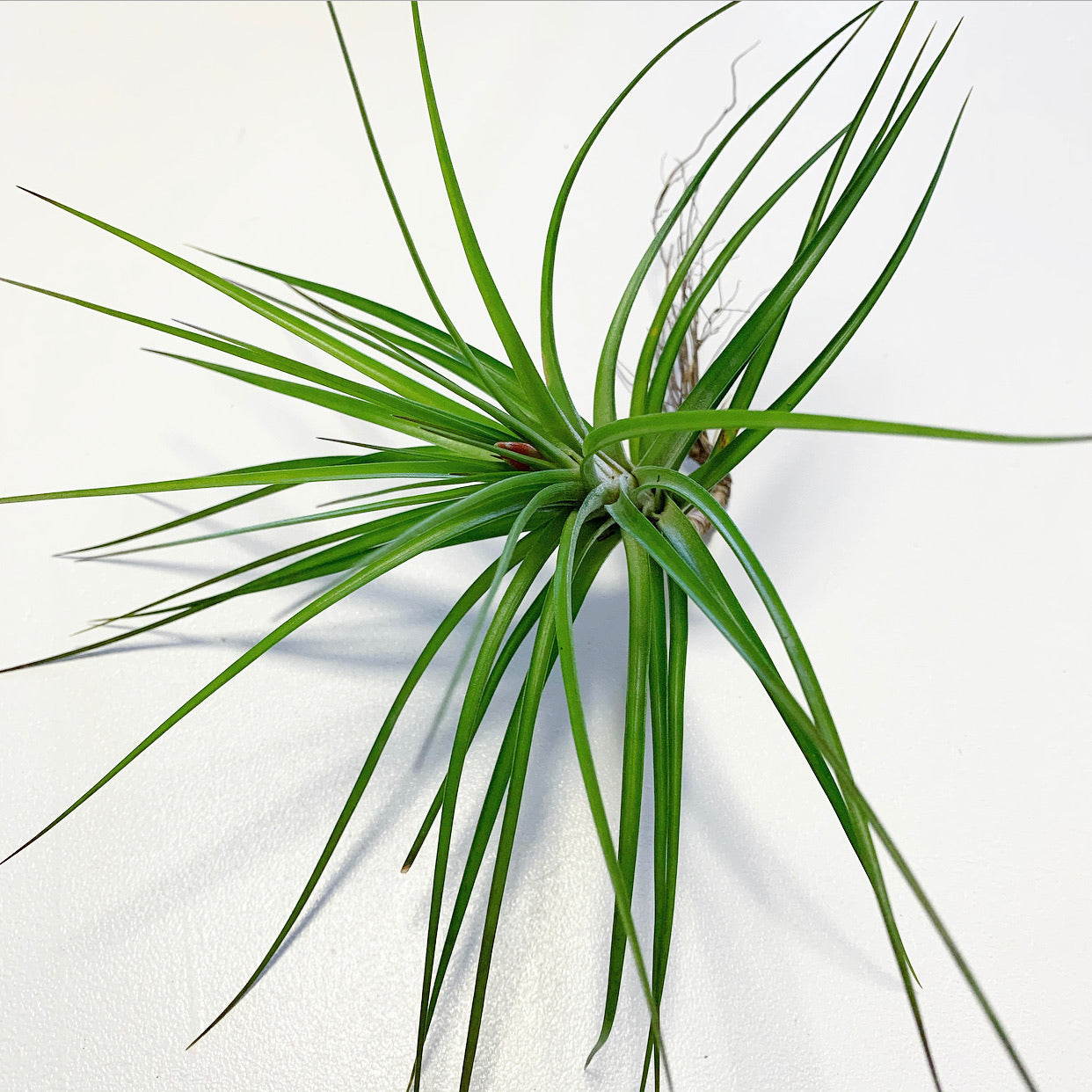 caulescens air plant Tillandsia - caulescens