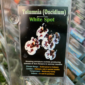 Orchid - Tolumnia (Oncidium) White Spot