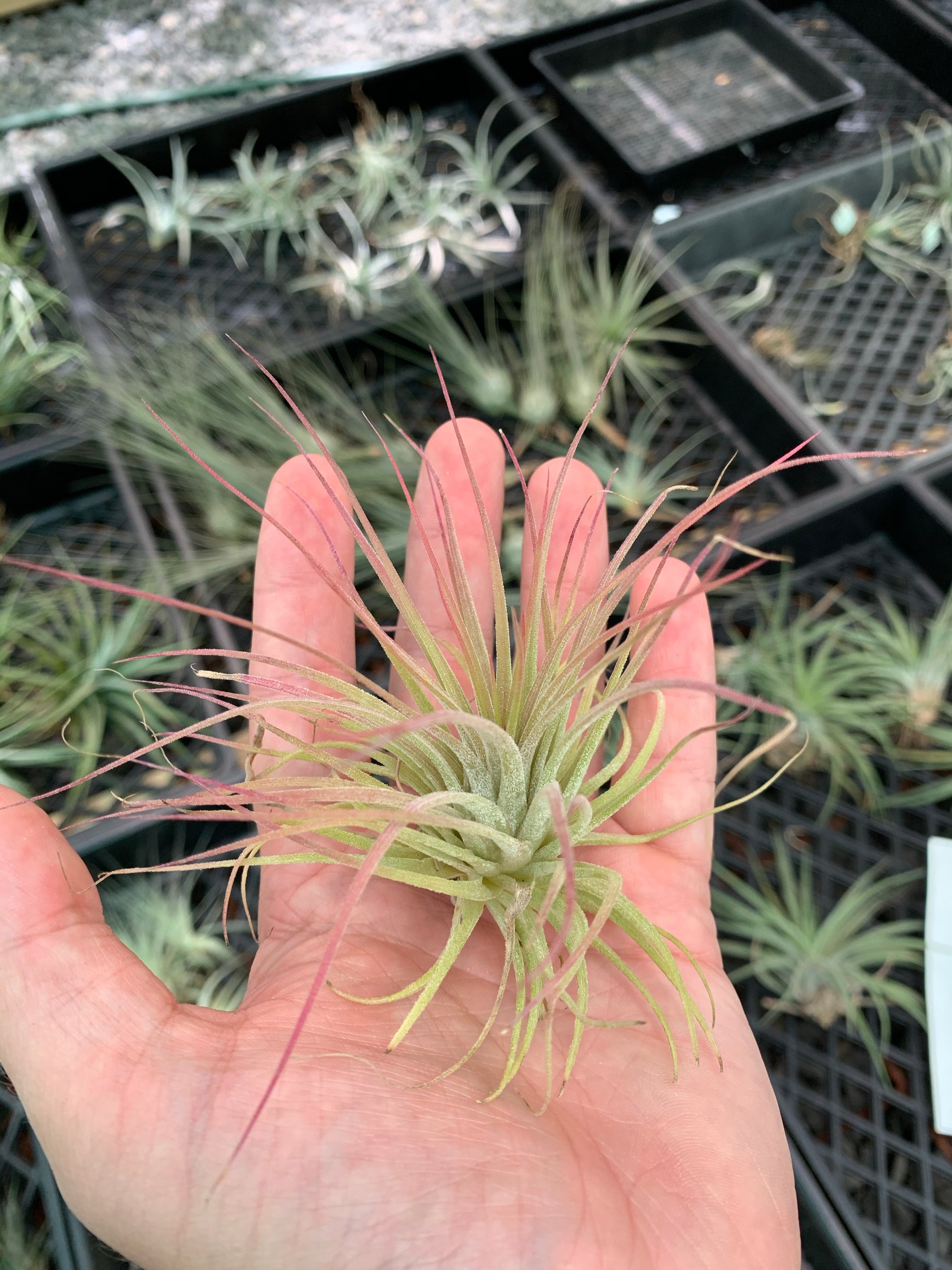 Tillandsia - ionantha ‘APD004’