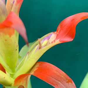 Tillandsia - leiboldiana ‘Red Form’ ex. PT