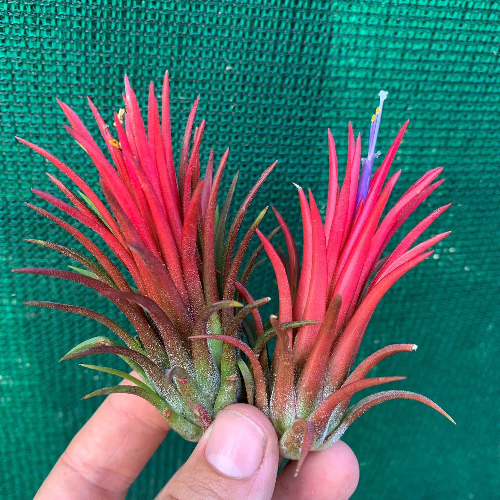 Tillandsia - ionantha 'Thai Fuego'
