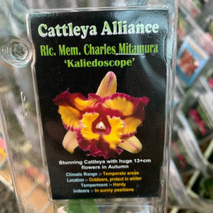 Orchid - Cattleya Alliance ‘Rlc. Mem Charles Mitamura Kaliedoscope’