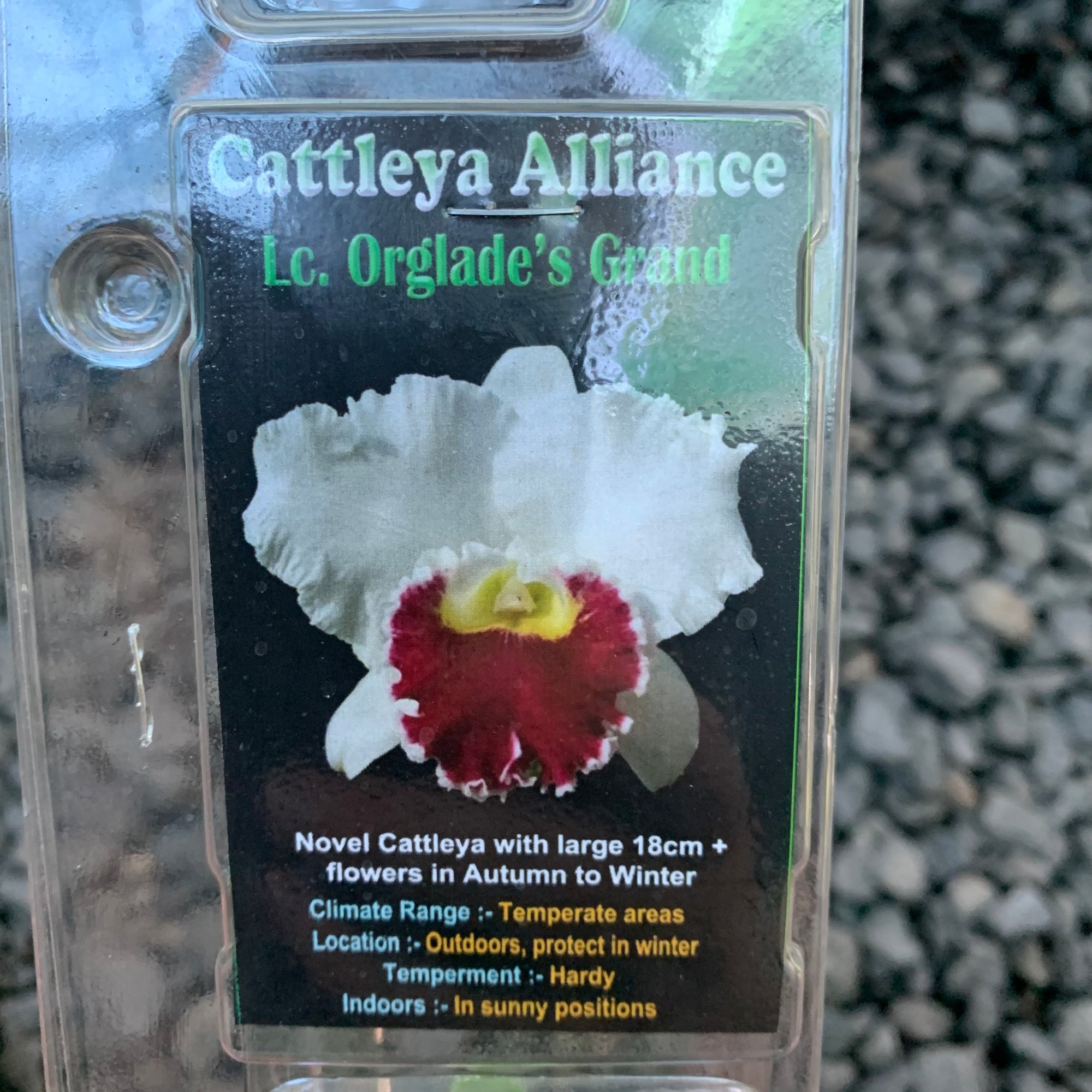 Orchid - Cattleya Alliance Lc. Orglade’s Grande