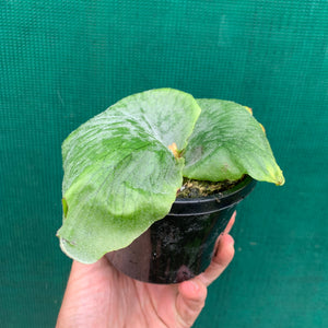 Platycerium - Wandae
