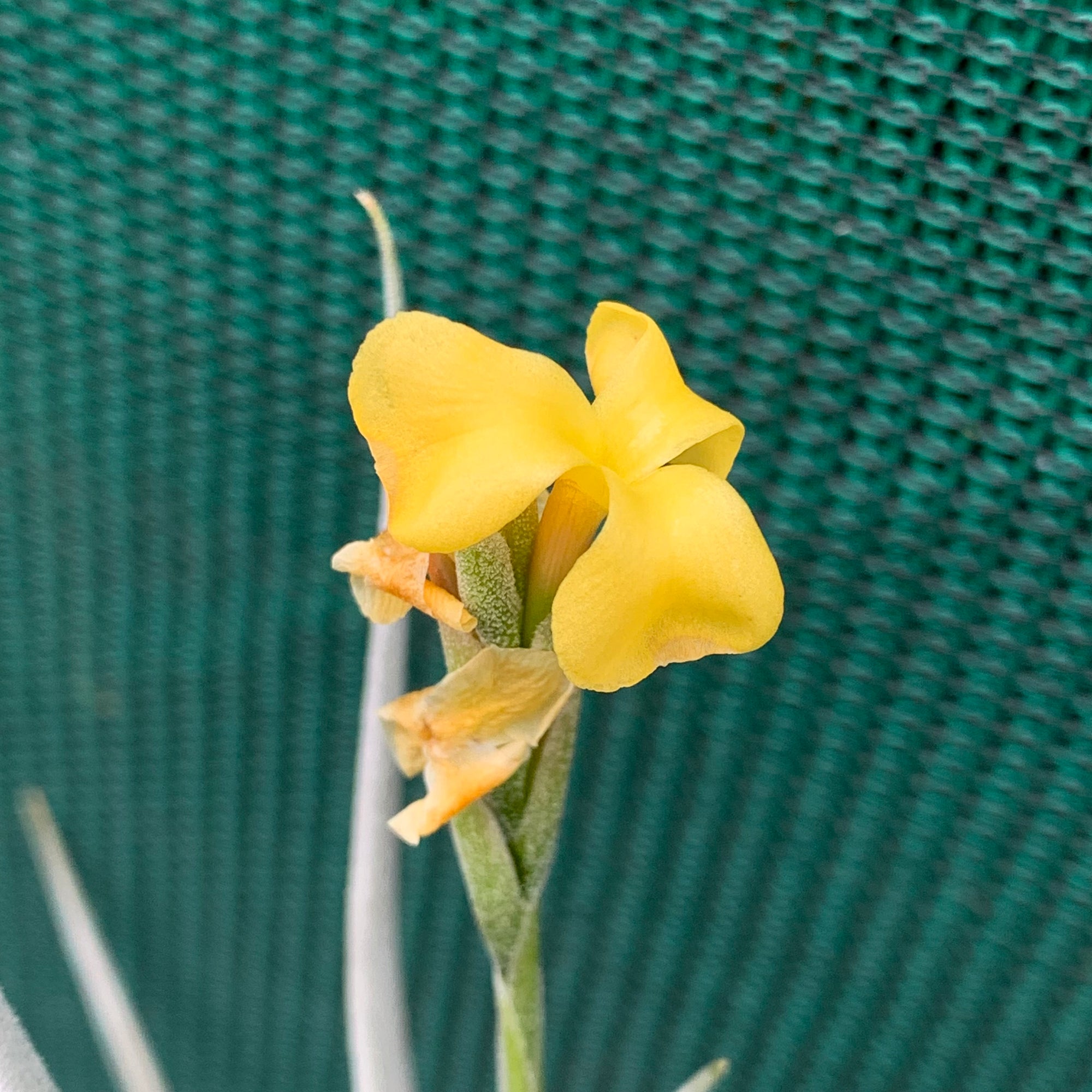 Tillandsia - Nugget (Fragrant)