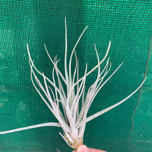 Tillandsia - utriculata