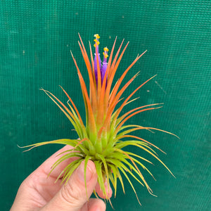 Tillandsia - ionantha ‘Penito’