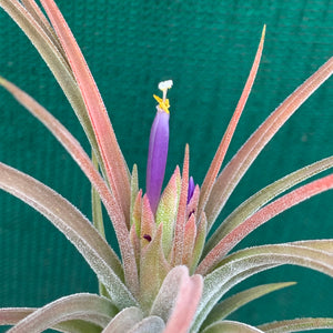 Tillandsia - pruinosa x ionantha ex. PB