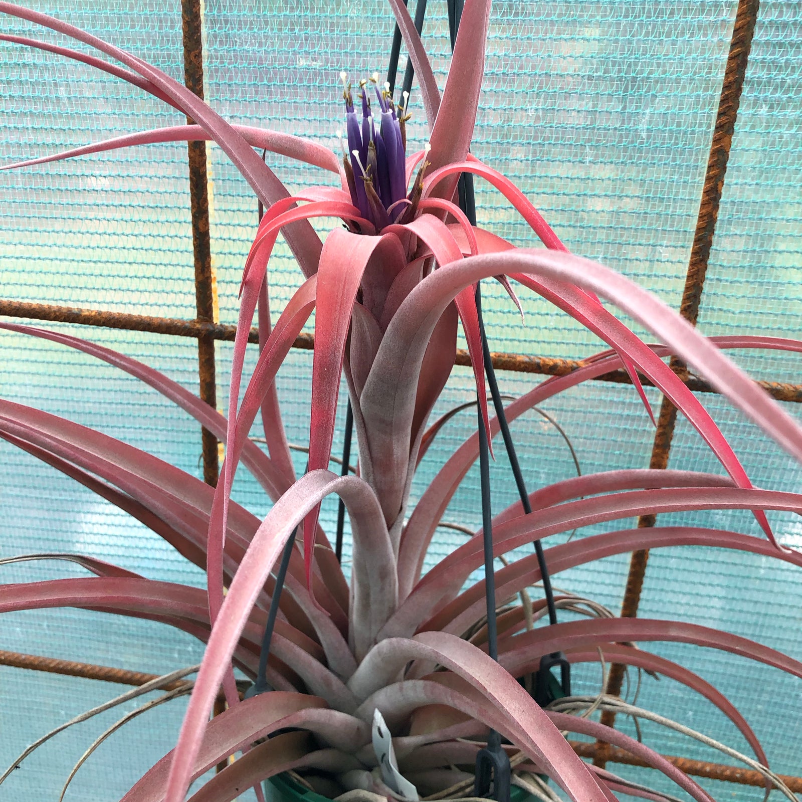 Tillandsia - riohondoensis