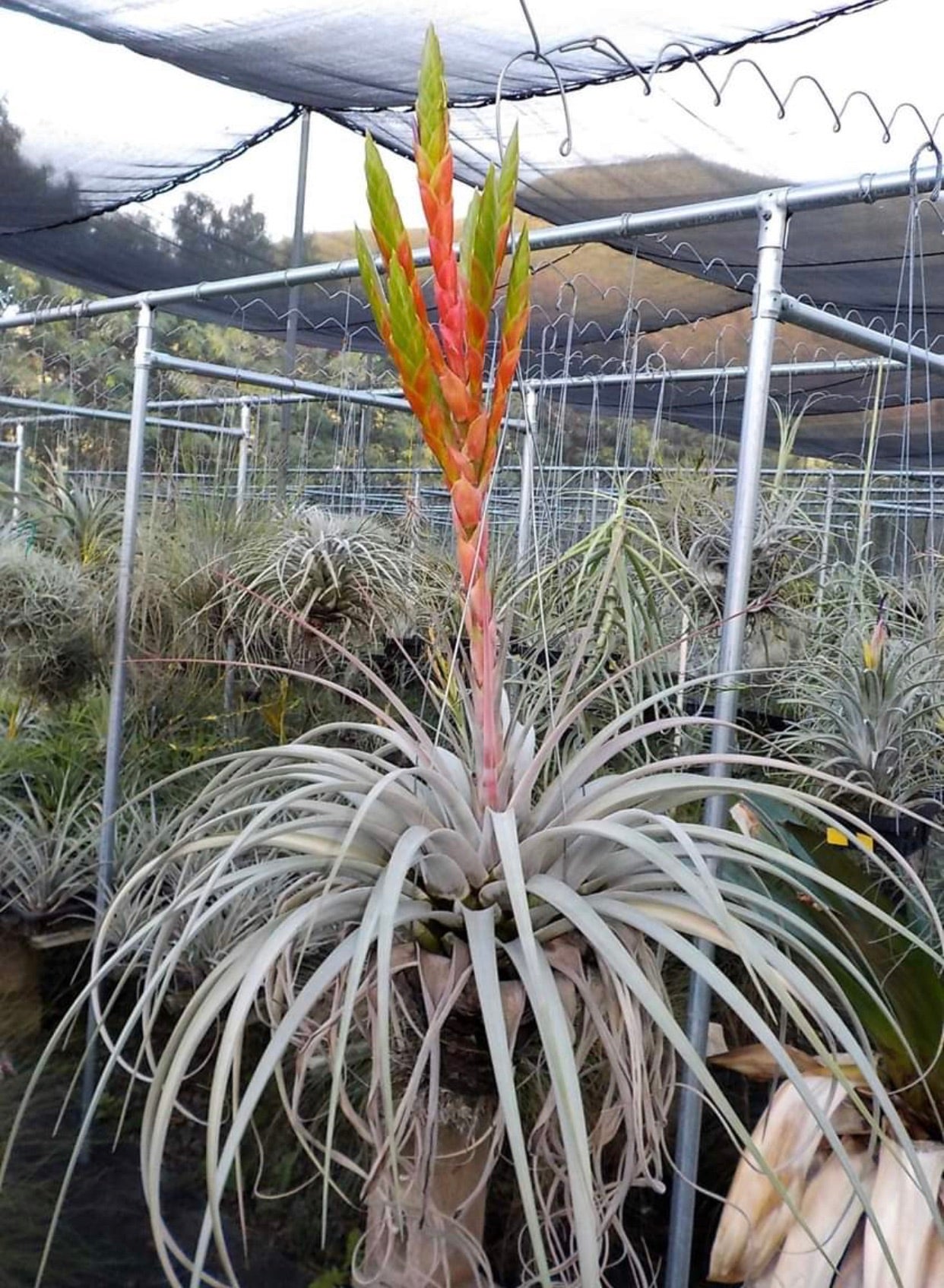 Tillandsia - Silver Queen ex. OM