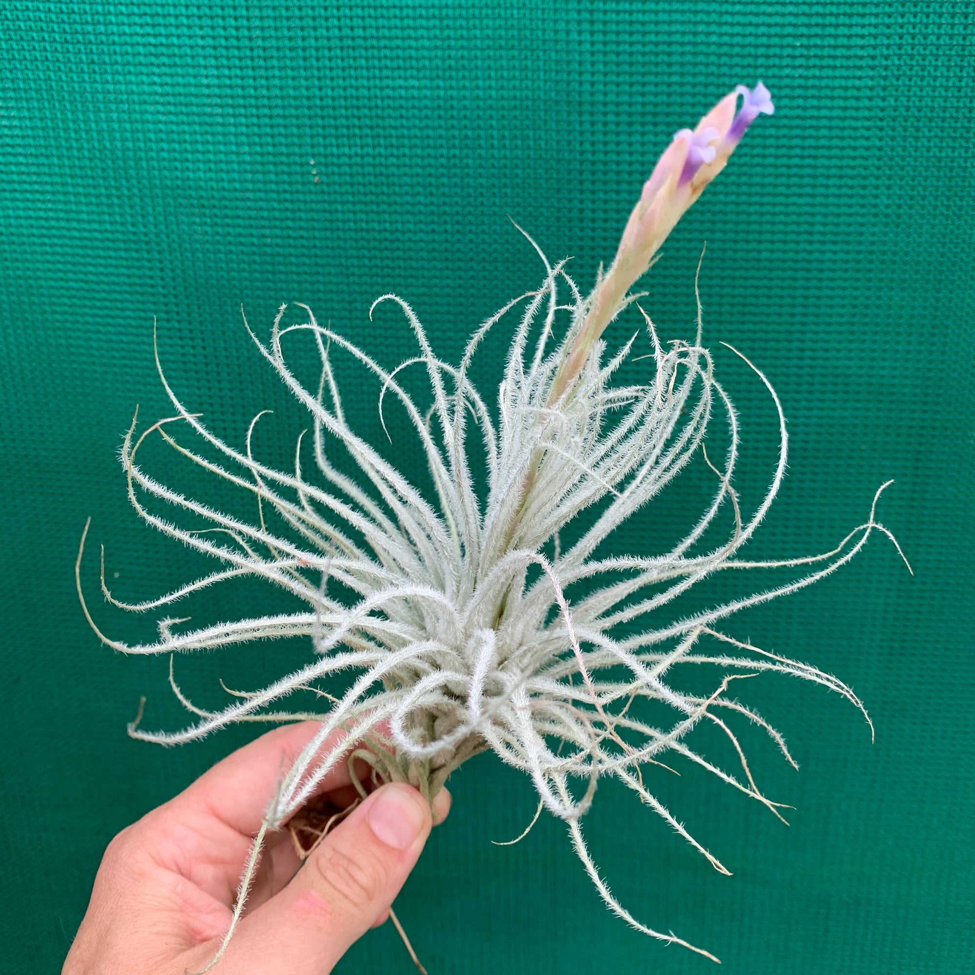 Tillandsia - tectorum
