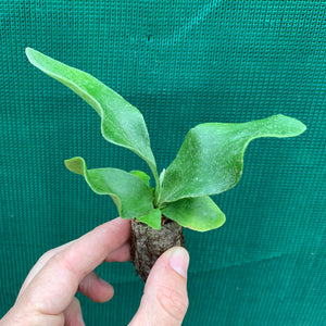 Platycerium - Netherlands ‘Elkhorn Fern’
