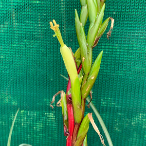 Tillandsia - limbata ex. SN NEW