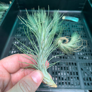 Tillandsia - funckiana ‘APD013’ ex. CC