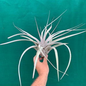 Tillandsia - Silver Queen ex. OM