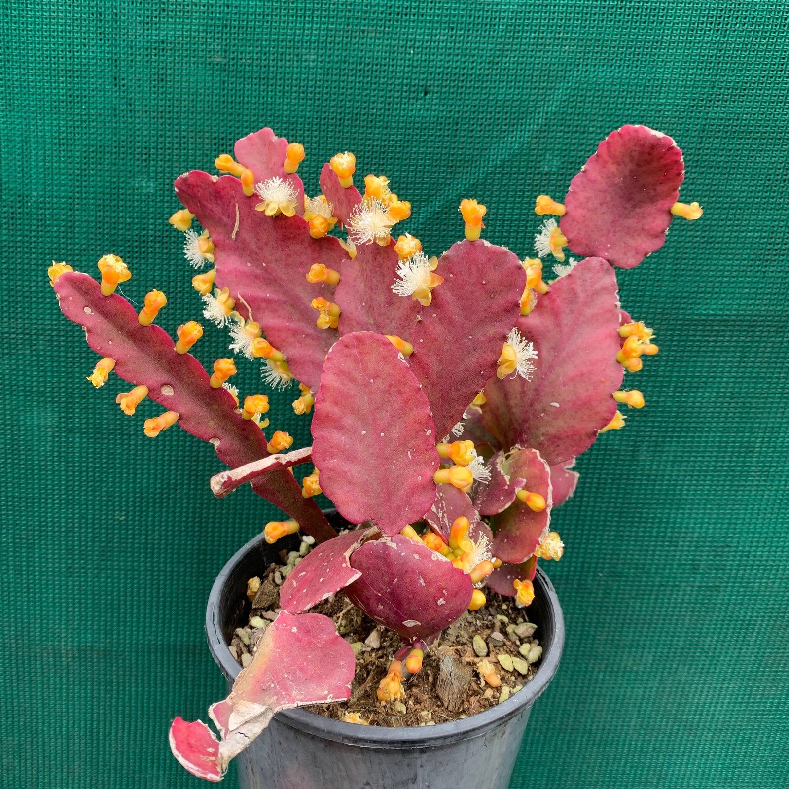 Rhipsalis pachyptera - R33